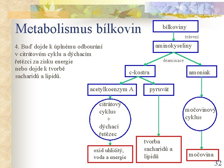 Metabolismus bílkovin 4. Buď dojde k úplnému odbourání v citrátovém cyklu a dýchacím řetězci