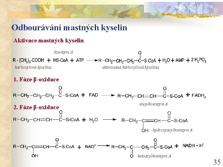 Odbourávání mastných kyselin Aktivace mastných kyselin koenzym A karboxylová kyselina aktivovaná karboxylová kyselina 1.