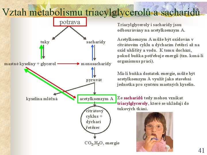 Vztah metabolismu triacylglycerolů a sacharidů potrava tuky mastné kyseliny + glycerol Triacylglyceroly i sacharidy