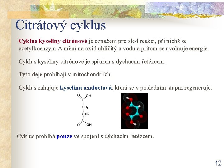 Citrátový cyklus Cyklus kyseliny citrónové je označení pro sled reakcí, při nichž se acetylkoenzym