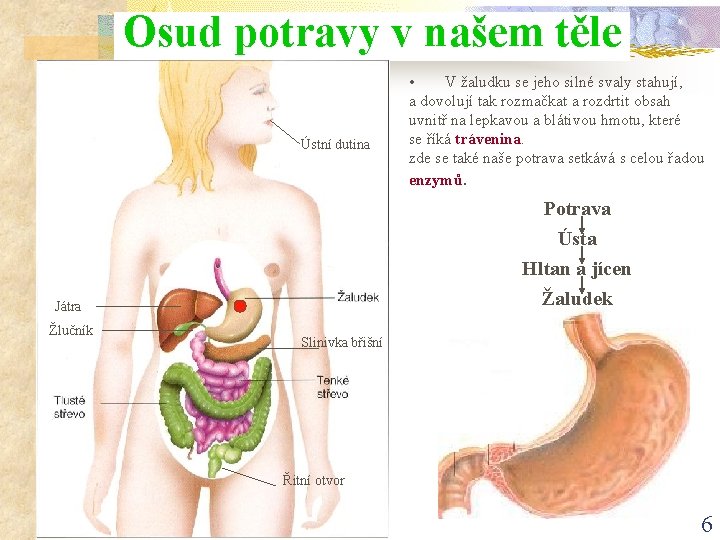 Osud potravy v našem těle Ústní dutina • V žaludku se jeho silné svaly