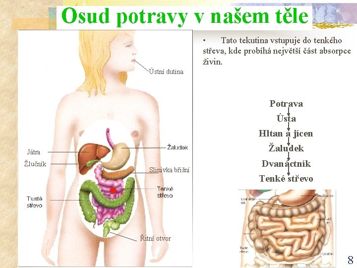 Osud potravy v našem těle • Tato tekutina vstupuje do tenkého střeva, kde probíhá