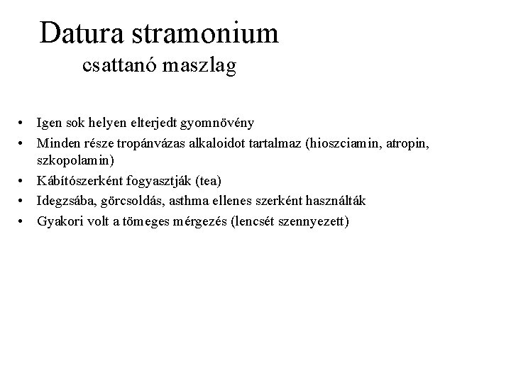 Datura stramonium csattanó maszlag • Igen sok helyen elterjedt gyomnövény • Minden része tropánvázas