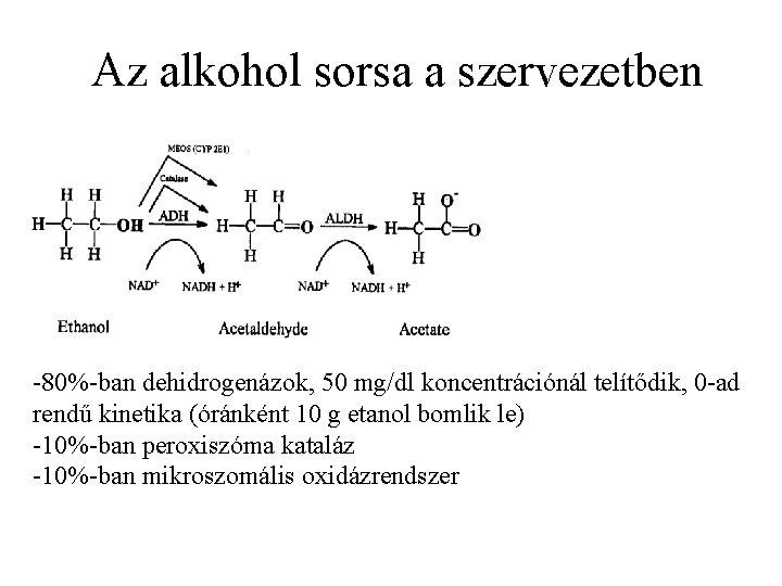 Az alkohol sorsa a szervezetben 80% ban dehidrogenázok, 50 mg/dl koncentrációnál telítődik, 0 ad