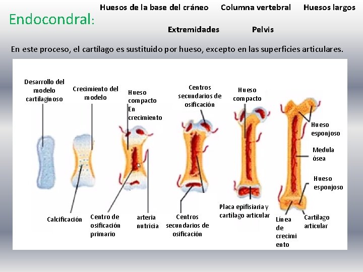 Endocondral: Huesos de la base del cráneo Columna vertebral Extremidades Huesos largos Pelvis En