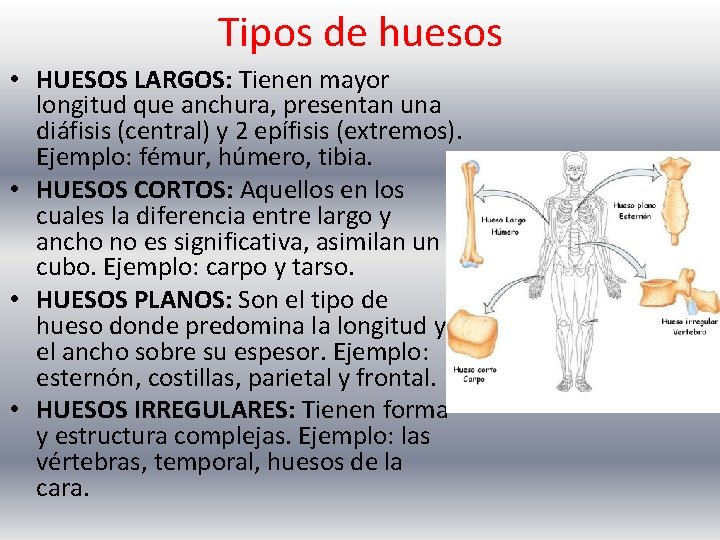 Tipos de huesos • HUESOS LARGOS: Tienen mayor longitud que anchura, presentan una diáfisis