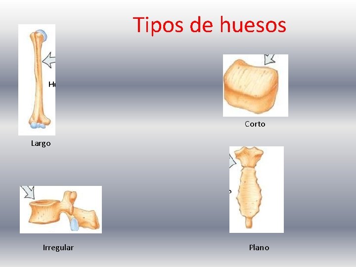 Tipos de huesos Corto Largo Irregular Plano 