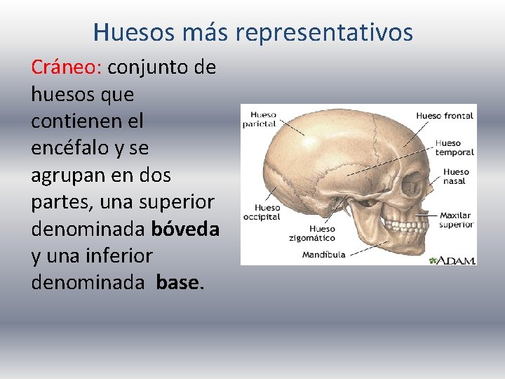 Huesos más representativos Cráneo: conjunto de huesos que contienen el encéfalo y se agrupan