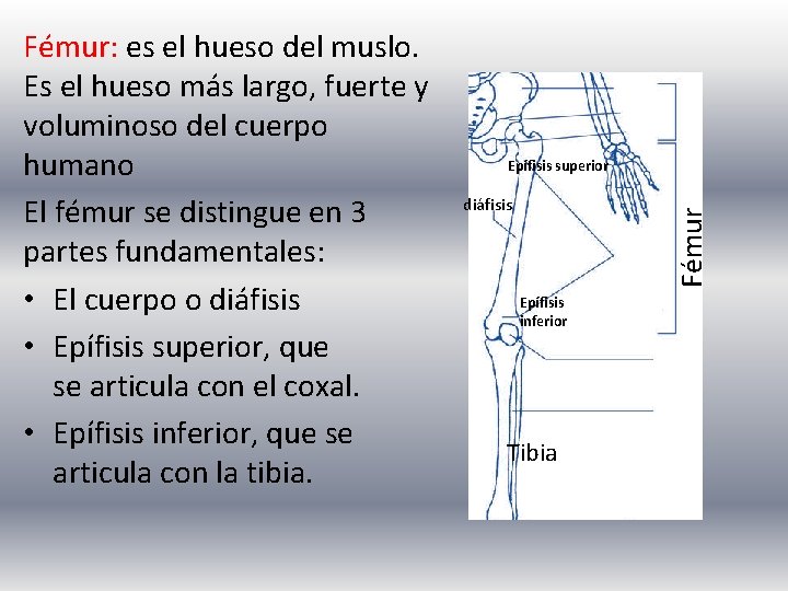 Epífisis superior diáfisis Fémur: es el hueso del muslo. Es el hueso más largo,
