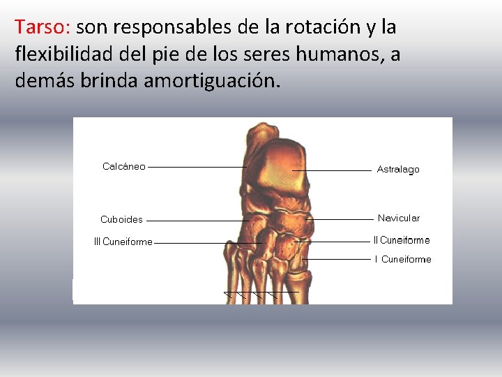 Tarso: son responsables de la rotación y la flexibilidad del pie de los seres