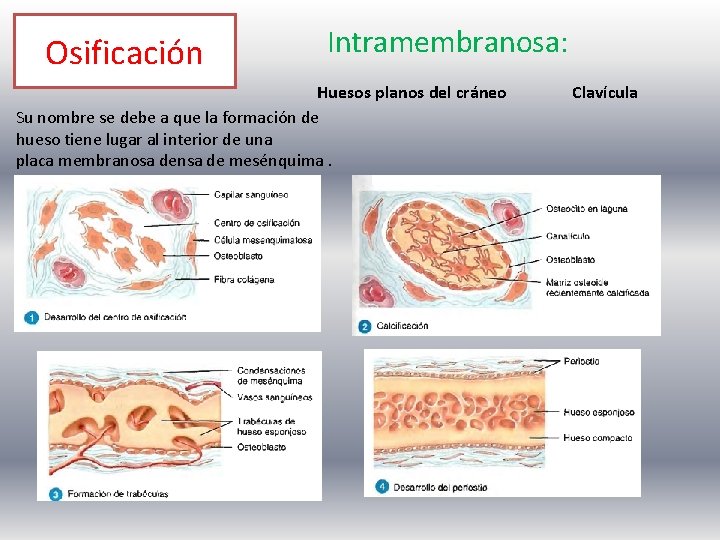 Osificación Intramembranosa: Huesos planos del cráneo Su nombre se debe a que la formación