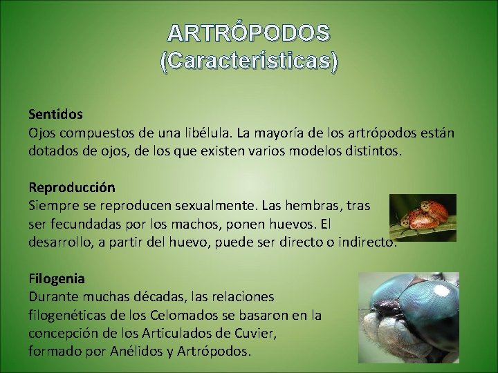 ARTRÓPODOS (Características) Sentidos Ojos compuestos de una libélula. La mayoría de los artrópodos están