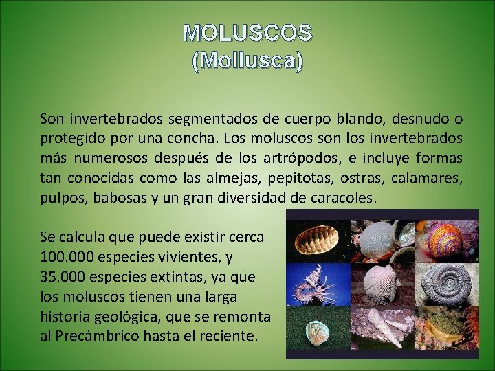 MOLUSCOS (Mollusca) Son invertebrados segmentados de cuerpo blando, desnudo o protegido por una concha.