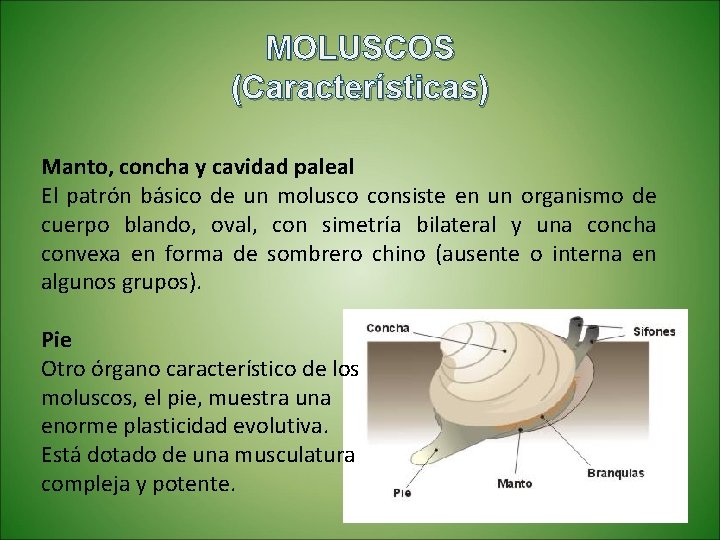 MOLUSCOS (Características) Manto, concha y cavidad paleal El patrón básico de un molusco consiste