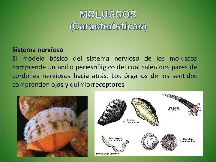 MOLUSCOS (Características) Sistema nervioso El modelo básico del sistema nervioso de los moluscos comprende