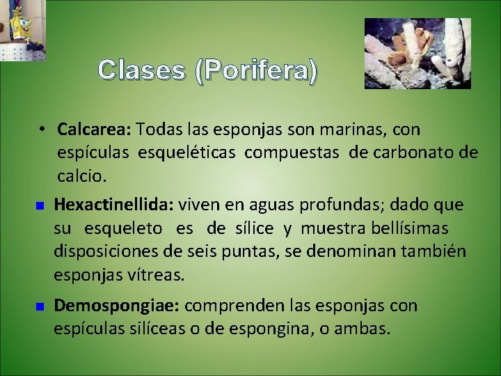 Clases (Porifera) • Calcarea: Todas las esponjas son marinas, con espículas esqueléticas compuestas de