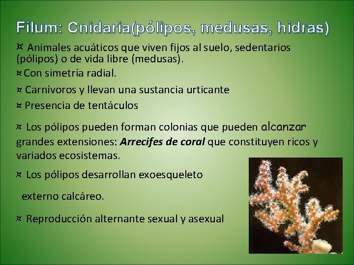 Filum: Cnidaria(pólipos, medusas, hidras) ¤ Animales acuáticos que viven fijos al suelo, sedentarios (pólipos)