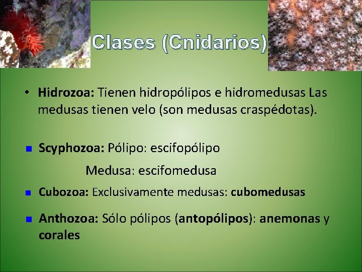 Clases (Cnidarios) • Hidrozoa: Tienen hidropólipos e hidromedusas Las medusas tienen velo (son medusas