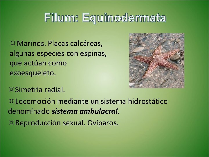 Filum: Equinodermata ³Marinos. Placas calcáreas, algunas especies con espinas, que actúan como exoesqueleto. ³Simetría