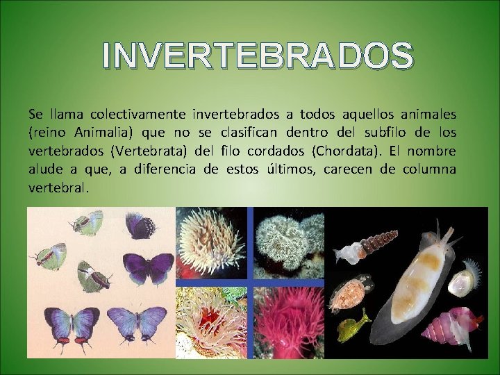 INVERTEBRADOS Se llama colectivamente invertebrados a todos aquellos animales (reino Animalia) que no se