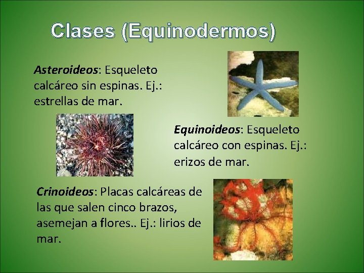 Clases (Equinodermos) Asteroideos: Esqueleto calcáreo sin espinas. Ej. : estrellas de mar. Equinoideos: Esqueleto