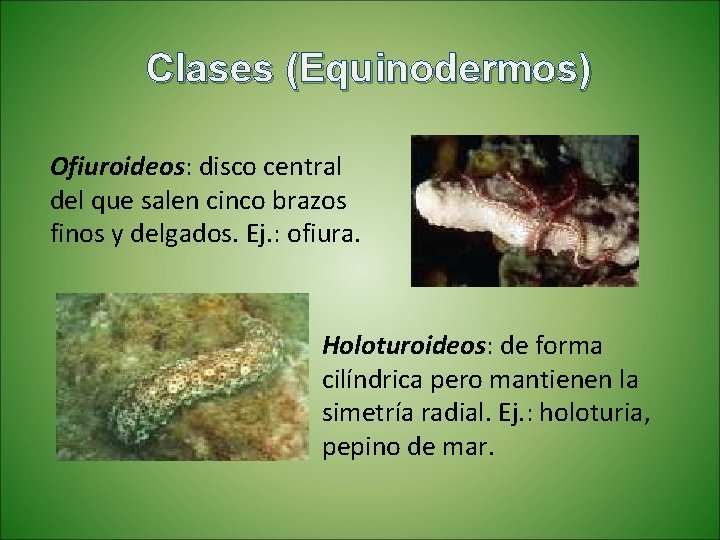 Clases (Equinodermos) Ofiuroideos: disco central del que salen cinco brazos finos y delgados. Ej.