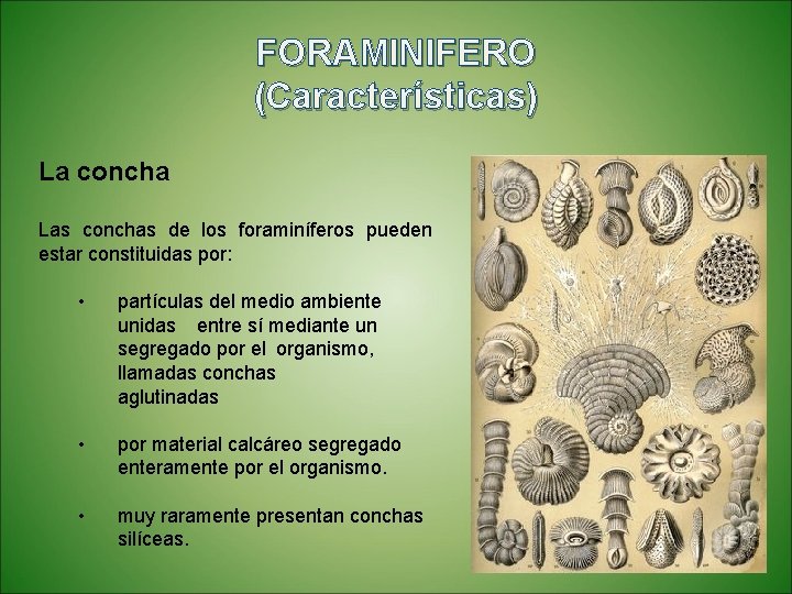 FORAMINIFERO (Características) La concha Las conchas de los foraminíferos pueden estar constituidas por: •