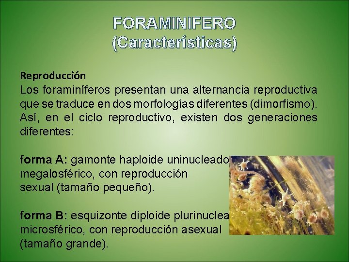 FORAMINIFERO (Características) Reproducción Los foraminíferos presentan una alternancia reproductiva que se traduce en dos