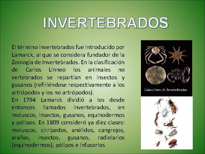 INVERTEBRADOS El término invertebrados fue introducido por Lamarck, al que se considera fundador de