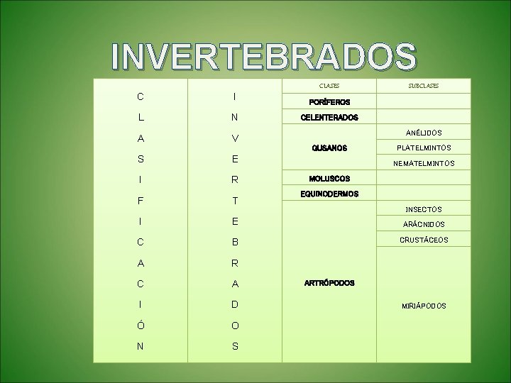 INVERTEBRADOS CLASES SUBCLASES C I PORÍFEROS L N CELENTERADOS A V ANÉLIDOS GUSANOS PLATELMINTOS