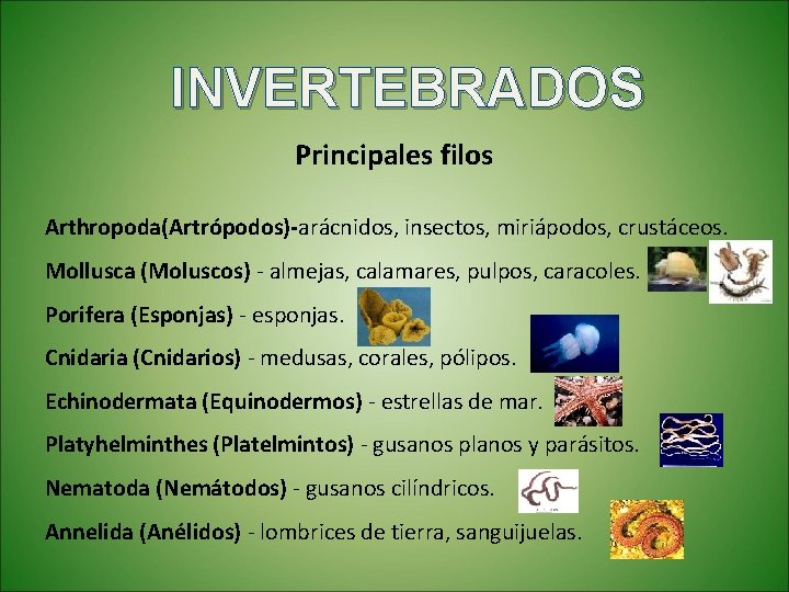 INVERTEBRADOS Principales filos Arthropoda(Artrópodos)-arácnidos, insectos, miriápodos, crustáceos. Mollusca (Moluscos) - almejas, calamares, pulpos, caracoles.