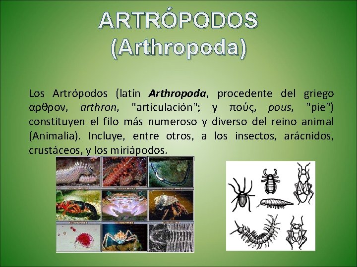 ARTRÓPODOS (Arthropoda) Los Artrópodos (latín Arthropoda, procedente del griego αρθρον, arthron, "articulación"; y πούς,