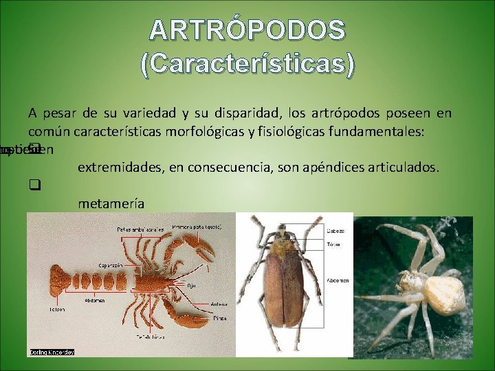 ARTRÓPODOS (Características) A pesar de su variedad y su disparidad, los artrópodos poseen en