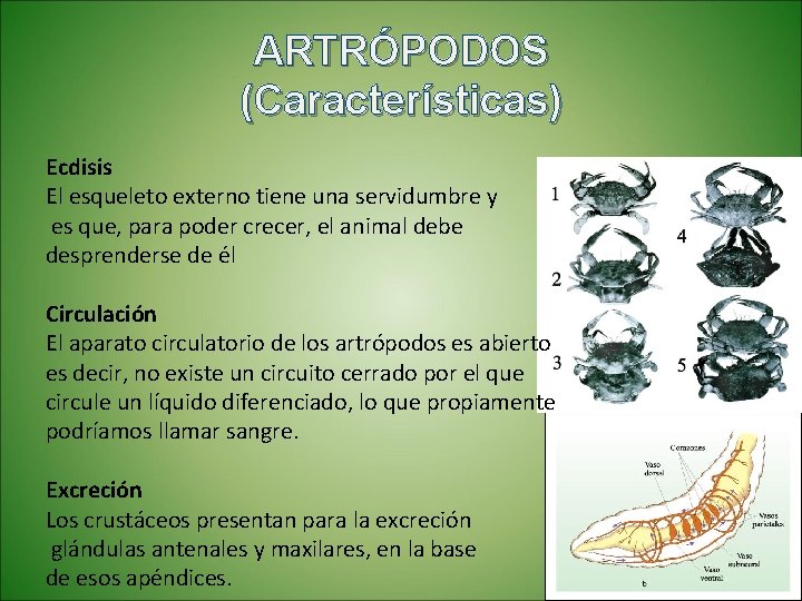 ARTRÓPODOS (Características) Ecdisis El esqueleto externo tiene una servidumbre y es que, para poder
