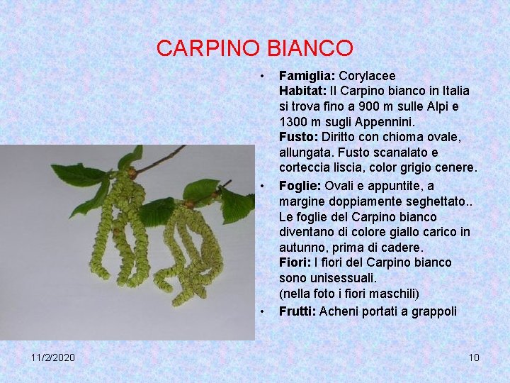 CARPINO BIANCO • • • 11/2/2020 Famiglia: Corylacee Habitat: Il Carpino bianco in Italia