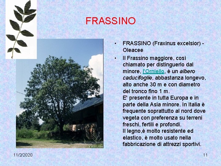 FRASSINO • • 11/2/2020 FRASSINO (Fraxinus excelsior) Oleacee Il Frassino maggiore, così chiamato per