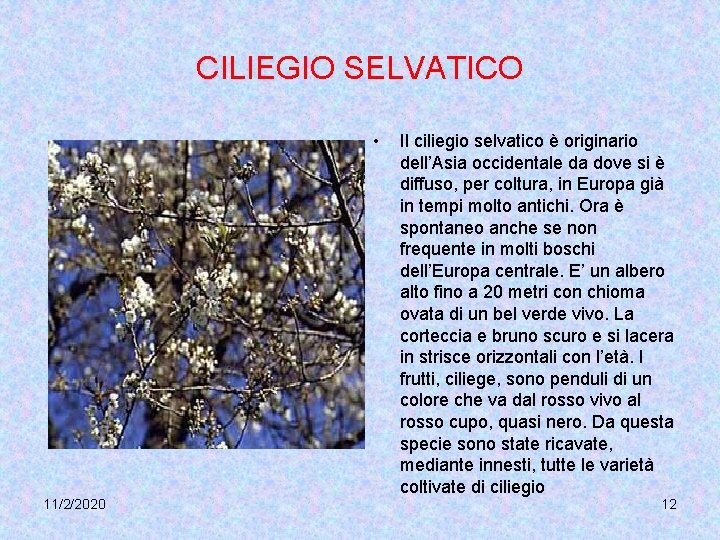 CILIEGIO SELVATICO • 11/2/2020 Il ciliegio selvatico è originario dell’Asia occidentale da dove si