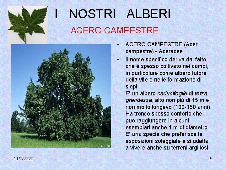 I NOSTRI ALBERI ACERO CAMPESTRE • • 11/2/2020 ACERO CAMPESTRE (Acer campestre) - Aceracee