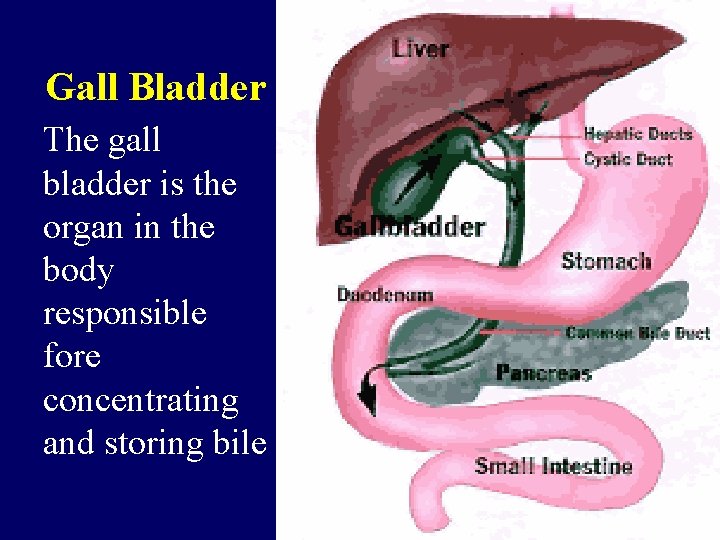 Gall Bladder The gall bladder is the organ in the body responsible fore concentrating