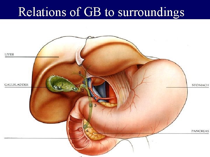 Relations of GB to surroundings 