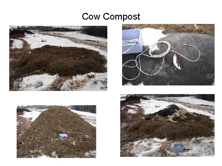 Cow Compost 