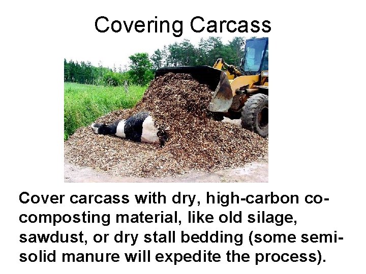 Covering Carcass Cover carcass with dry, high-carbon cocomposting material, like old silage, sawdust, or