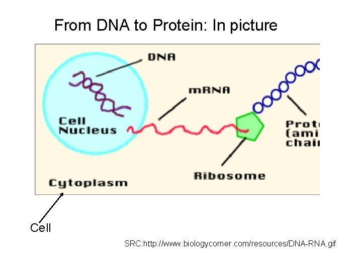 From DNA to Protein: In picture Cell SRC: http: //www. biologycorner. com/resources/DNA-RNA. gif 