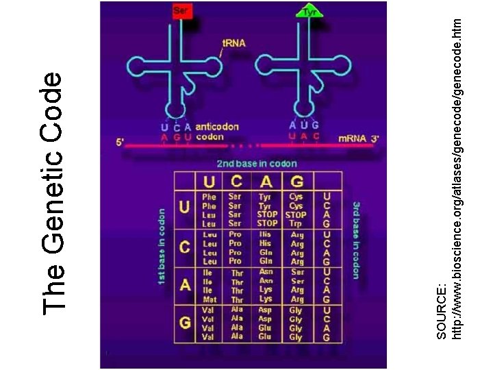 SOURCE: http: //www. bioscience. org/atlases/genecode. htm The Genetic Code 