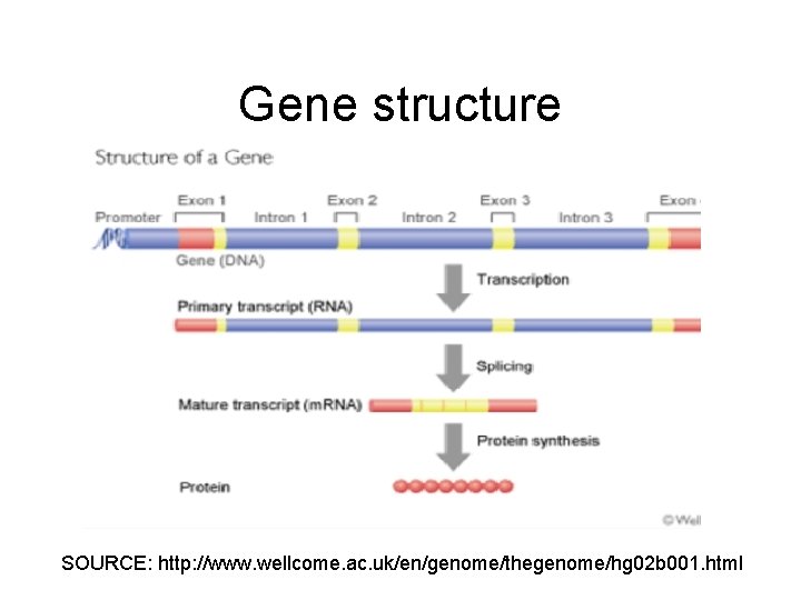Gene structure SOURCE: http: //www. wellcome. ac. uk/en/genome/thegenome/hg 02 b 001. html 