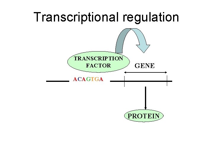 Transcriptional regulation TRANSCRIPTION FACTOR GENE ACAGTGA PROTEIN 