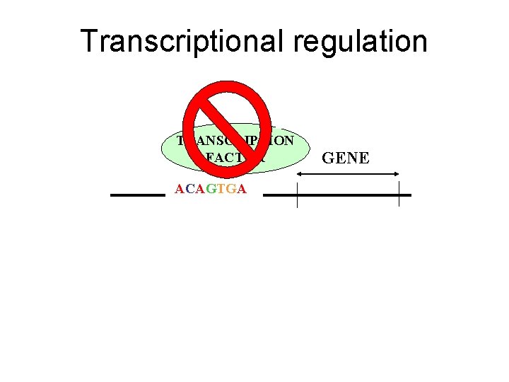 Transcriptional regulation TRANSCRIPTION FACTOR GENE ACAGTGA PROTEIN 