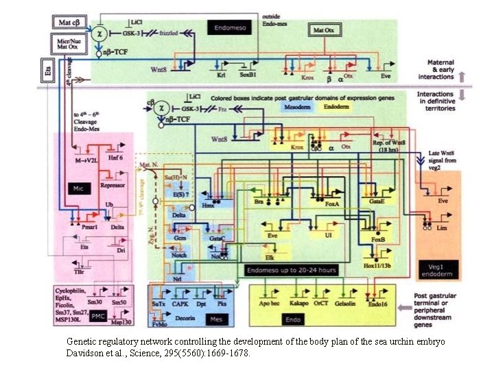 Genetic regulatory network controlling the development of the body plan of the sea urchin