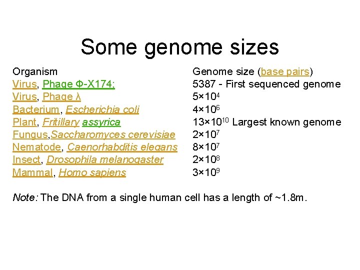 Some genome sizes Organism Virus, Phage Φ-X 174; Virus, Phage λ Bacterium, Escherichia coli
