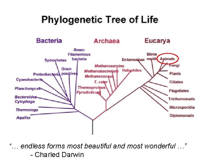 “… endless forms most beautiful and most wonderful …” - Charled Darwin 